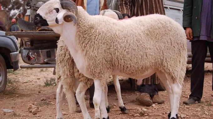 حكم الاشتراك في الأضحية بشروط