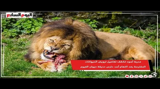 حادثة الأسد في حديقة الحيوان بالفيوم