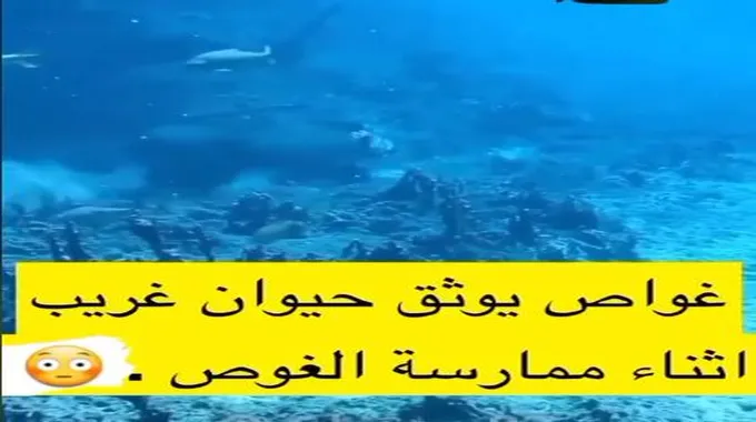 مخلوق غريب يثير الفزع بعد ظهوره بقاع البحر فهل